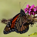 Monarch butterfly