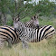 Zebra