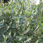 Cherry laurel bush