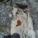 Comma