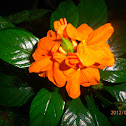 Fire Cracker Flower