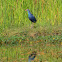 Purple Moorhen