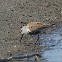 Dunlin