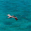 Brown Pelican