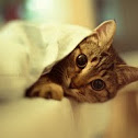 Котя