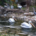 Dalmatian Pelican