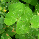 Dutch Clover / Bijela djetelina