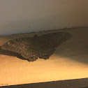 Black Witch Moth