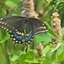 Eastern Black Swallowtail