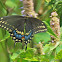 Eastern Black Swallowtail