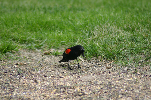 Spotting Image 1