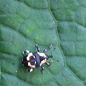 Weevil