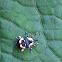 Weevil