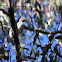 Australasian Figbird (Female)
