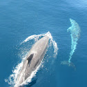 Common bottlenose dolphin