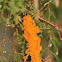 cedar-apple rust