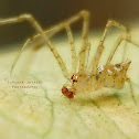 Golden Comb-footed Spider