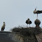 White Stork