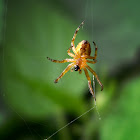 Garden Spider