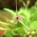 Orquídea miniatura