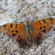 Question Mark Butterfly