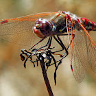 Variegated Meadowhawk