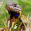 Eastern Fence Lizard