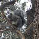 Grey Squirrel