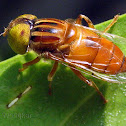 Unidentified Hoverfly