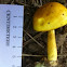 Peppery Bolete - 