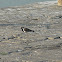 Red-wattled Lapwing