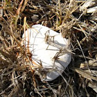 Puffball Mushroom