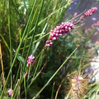 Pennsylvania smartweed