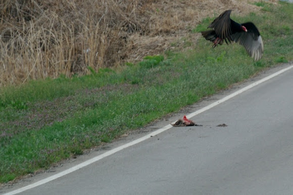 Spotting Image 1