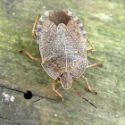 Elf Shoe Stink Bug