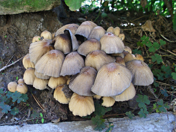 Spotting Image 1