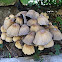 Glistening Ink-cap