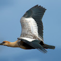 Black-faced Ibis