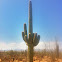 Saguaro