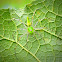Lynx Spider - Female green