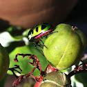 Green jewel bugs