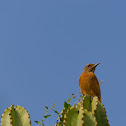 Short-toed Rock Thrush