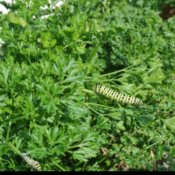 Spotting Image 1