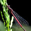 Vuurjuffer (Pyrrhosoma nymphula)