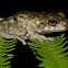 Waterfall Frog