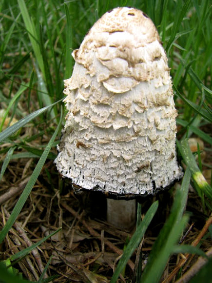 Spotting Image 1
