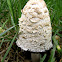 Shaggy mane