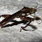Broad-headed Bug