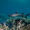 Whitetip Reef Shark;