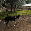COLLIE DE LA FRONTERA